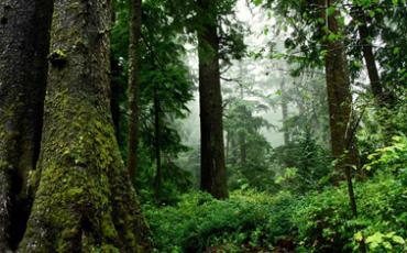 Trees can talk