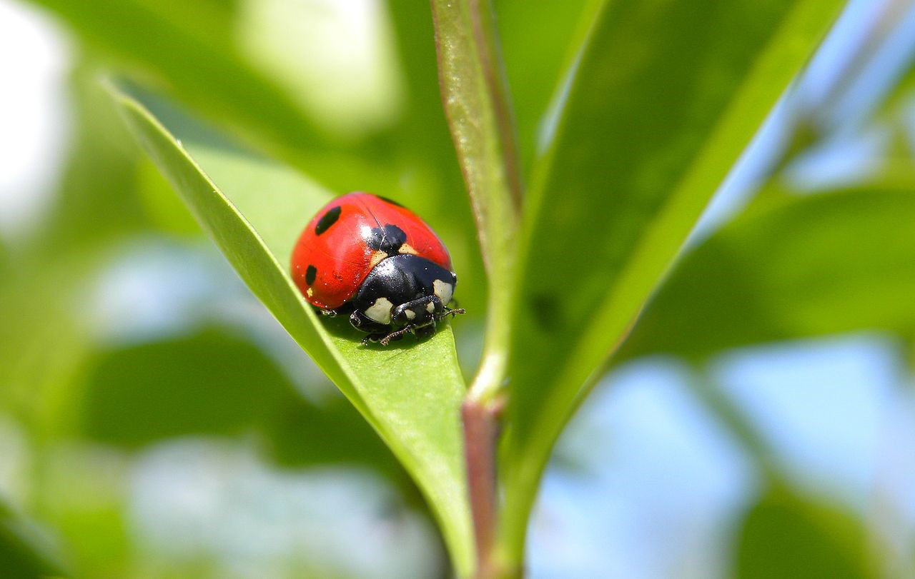 seven-spotted ladybug