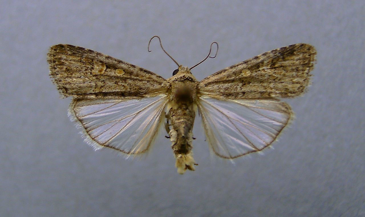beet armyworm moth