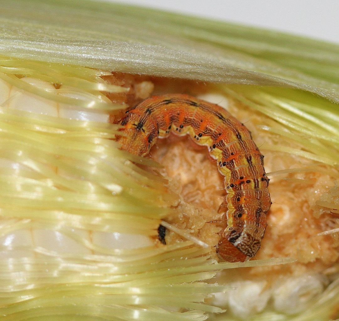 bollworm larva