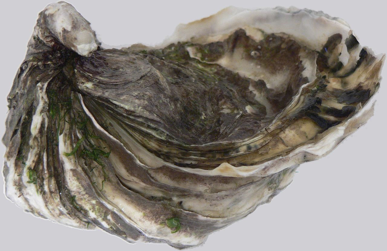 pacific oyster