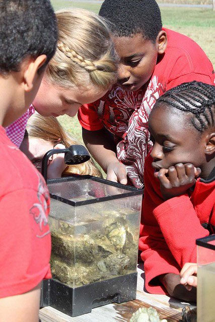 students learning about oysters