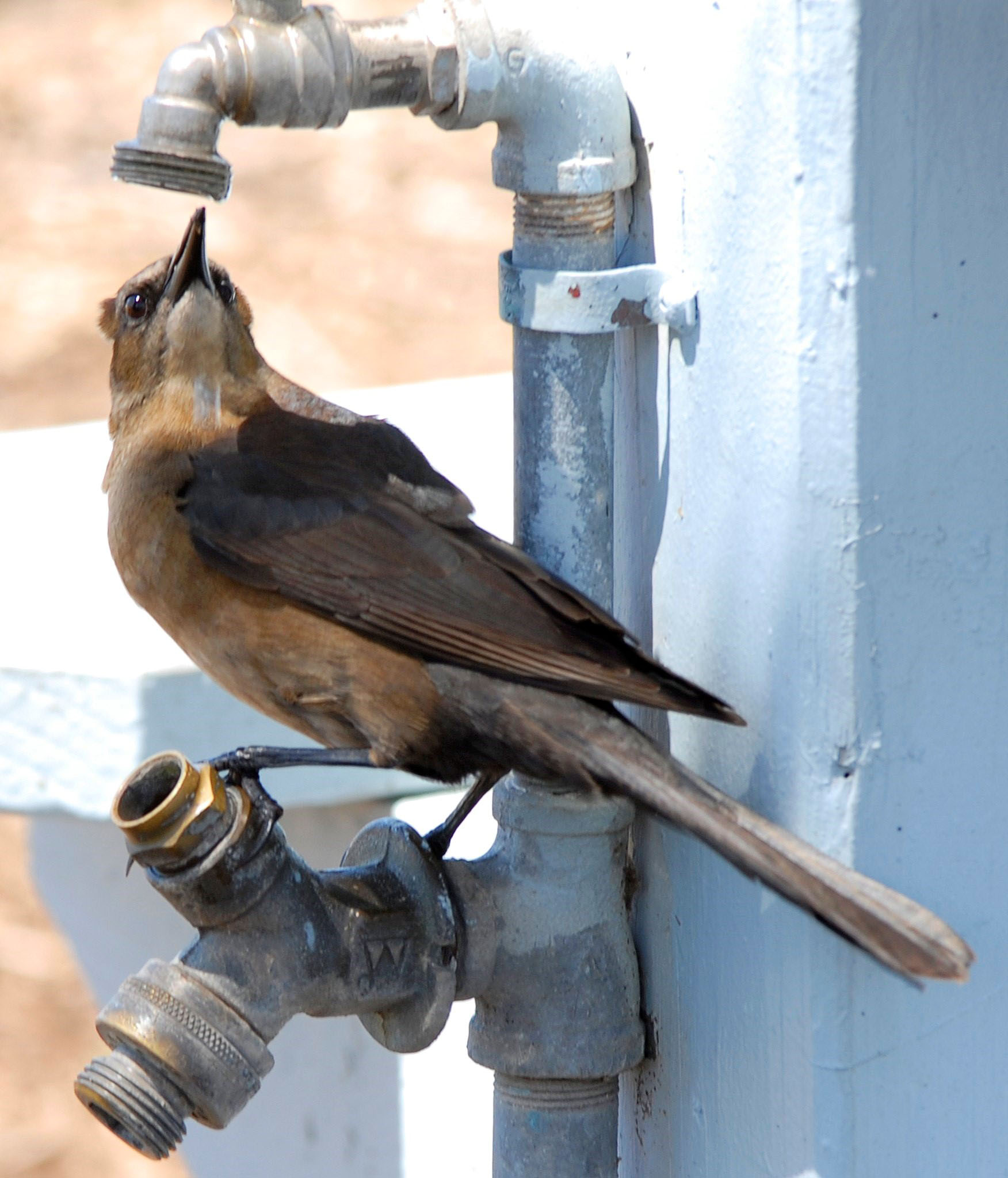 female grackle waiting for a drop of water from a faucet