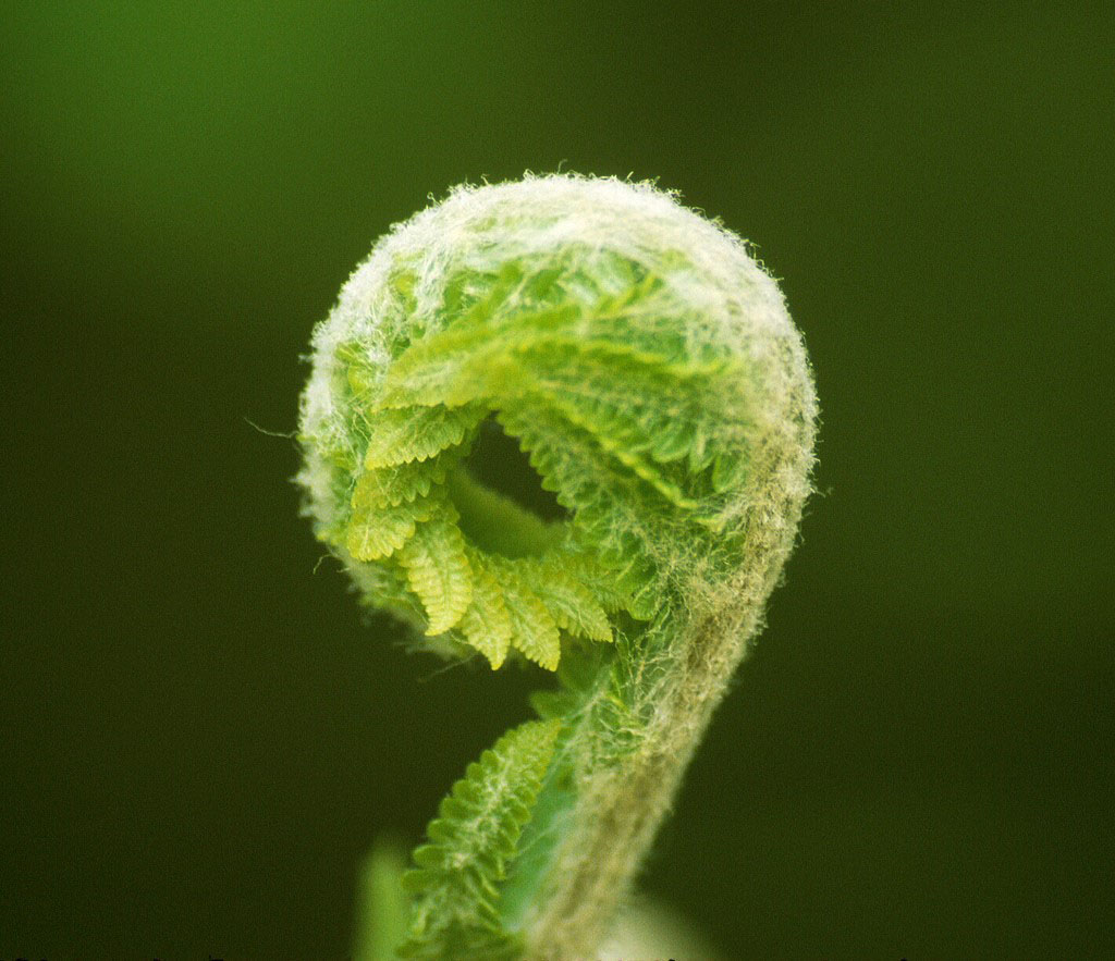 tender fronds of a fern