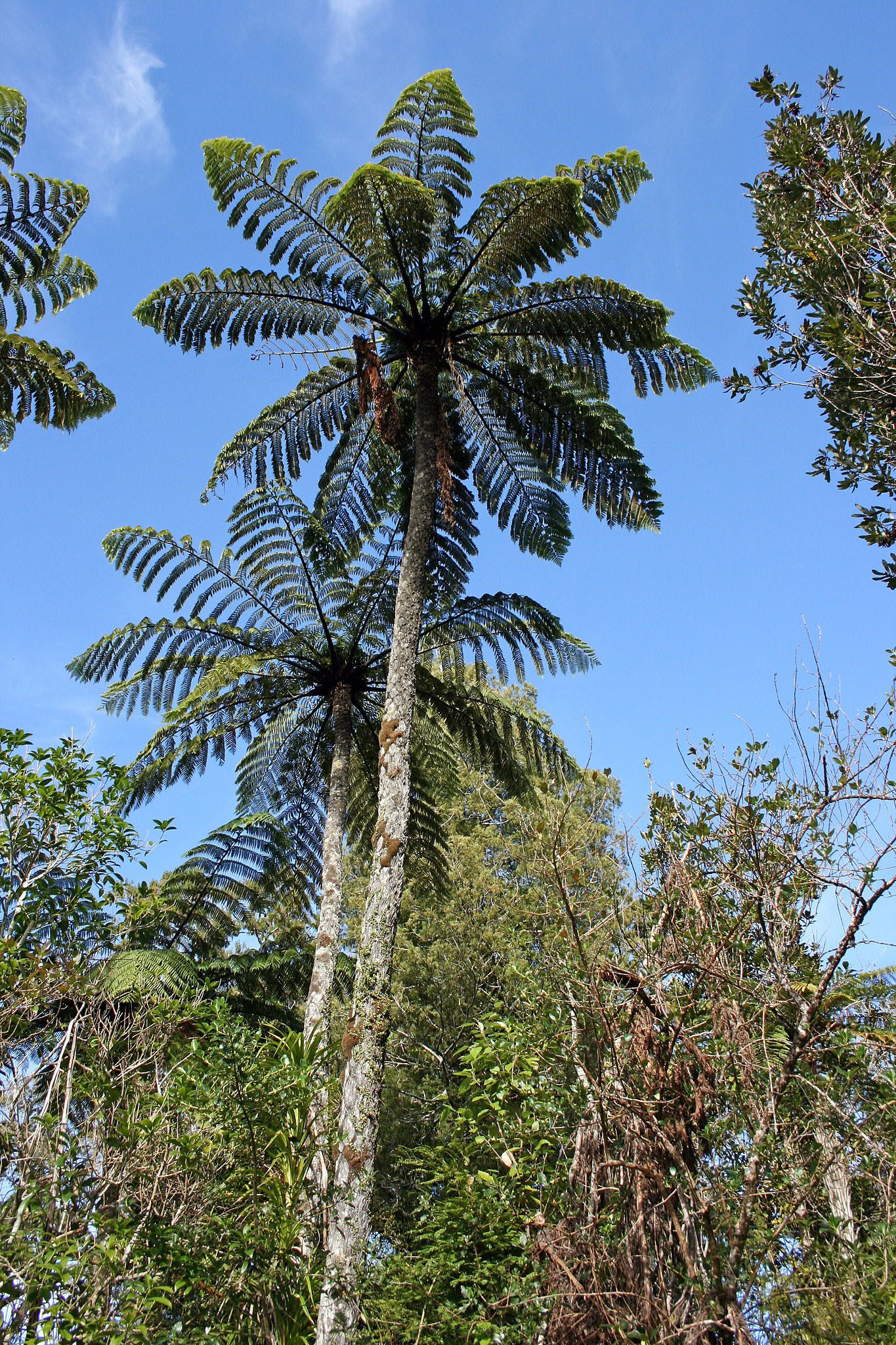 tree ferns