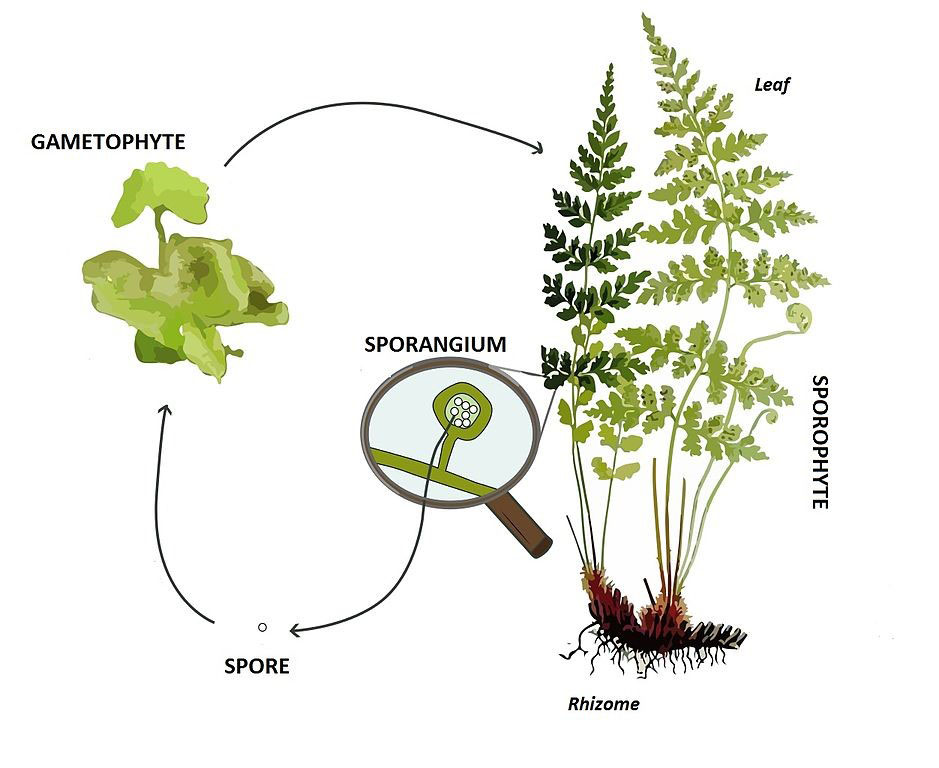 life cycle of fern