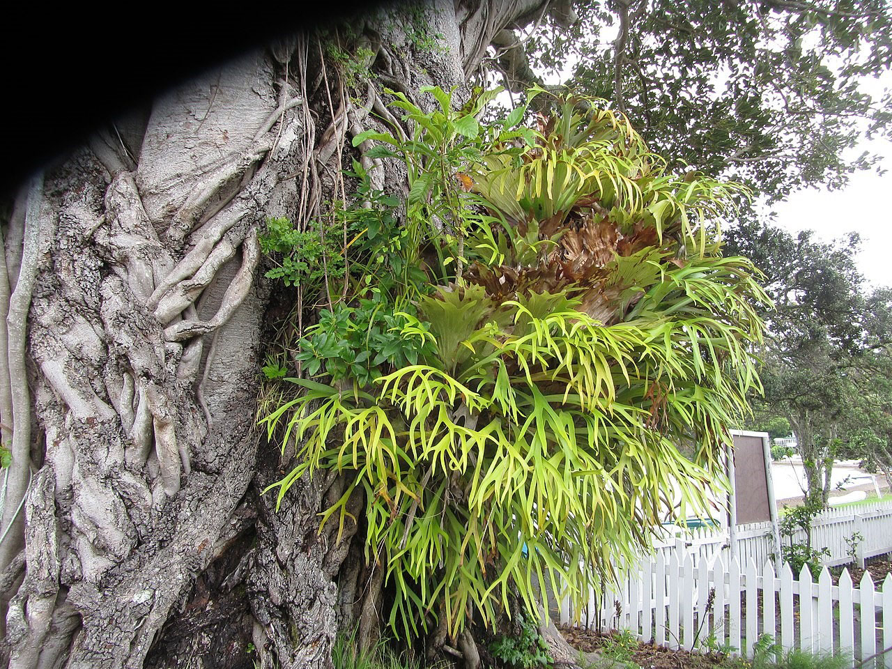 Staghorn fern 