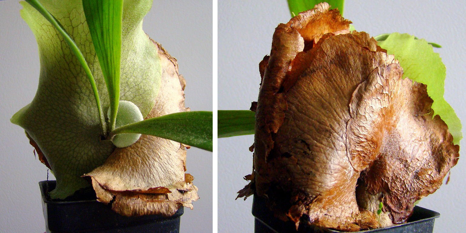 Staghorn fern