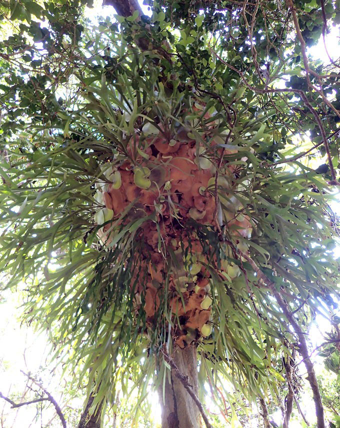 colony of common staghorn ferns