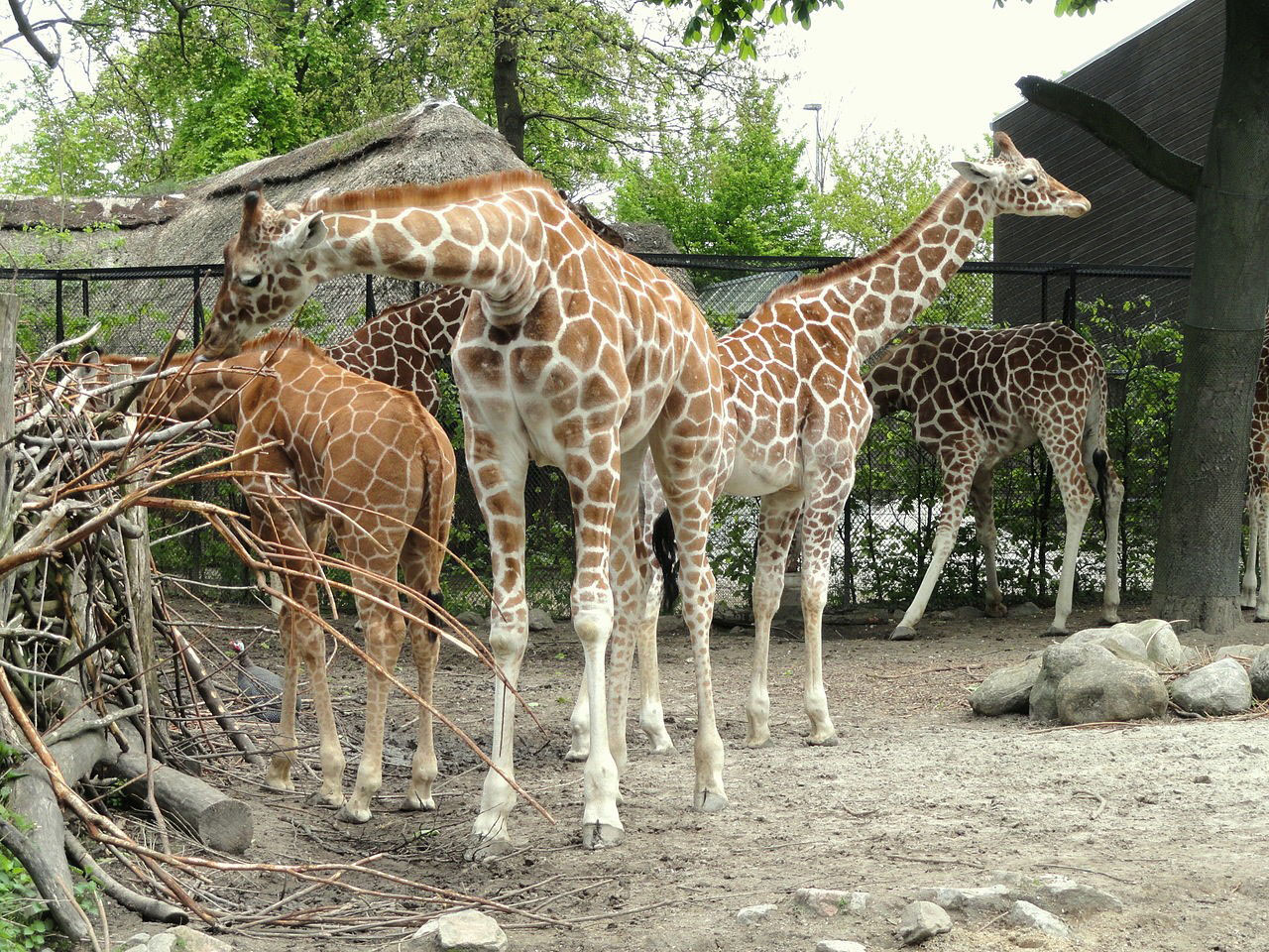 giraffes