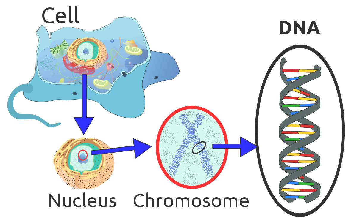 diagram of DNA