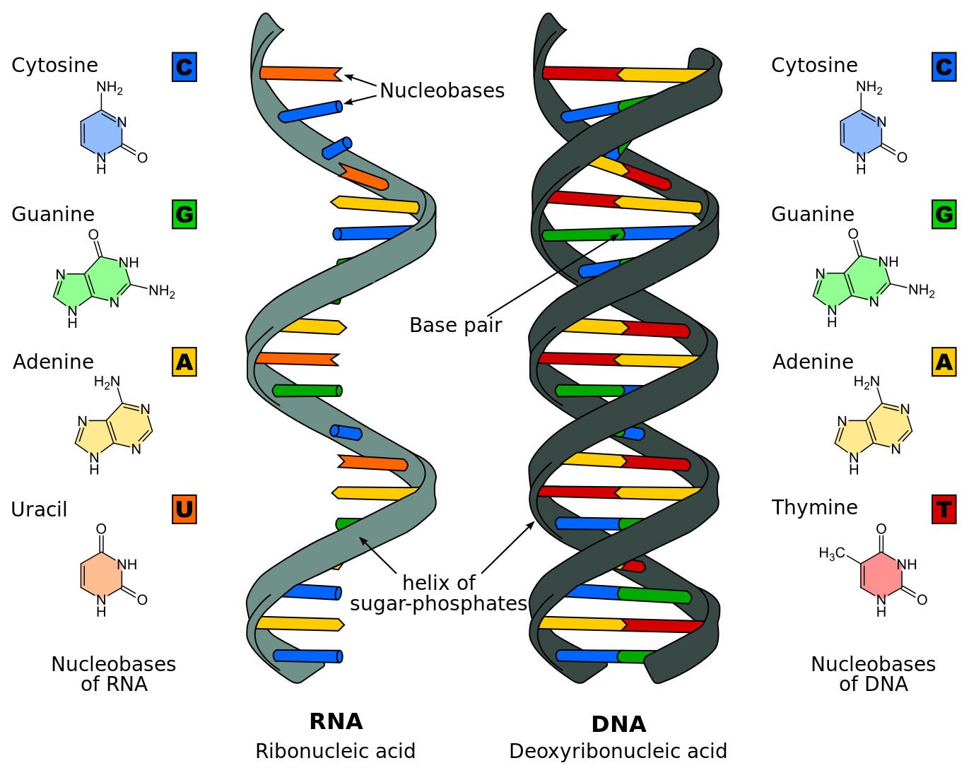 comparison of a single-stranded RNA and a double-stranded DNA