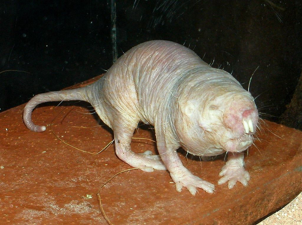 naked mole-rat