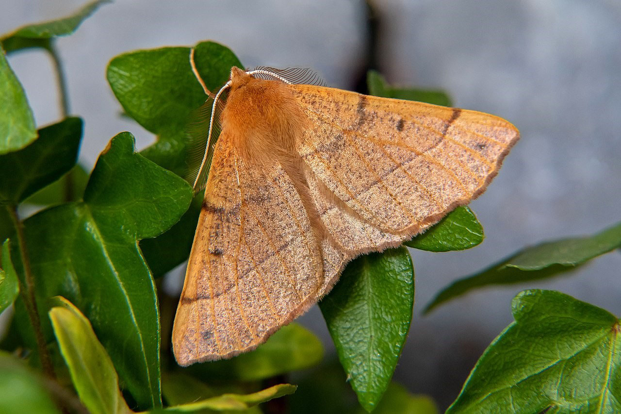 feathered thorn moth