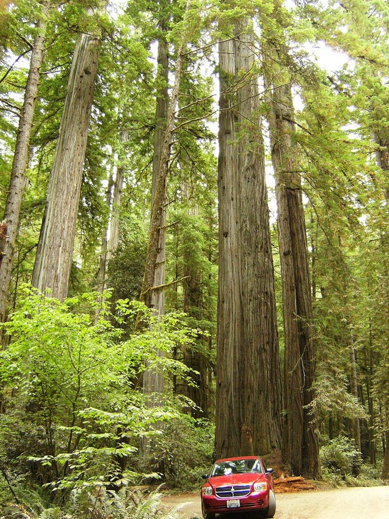 Trees
