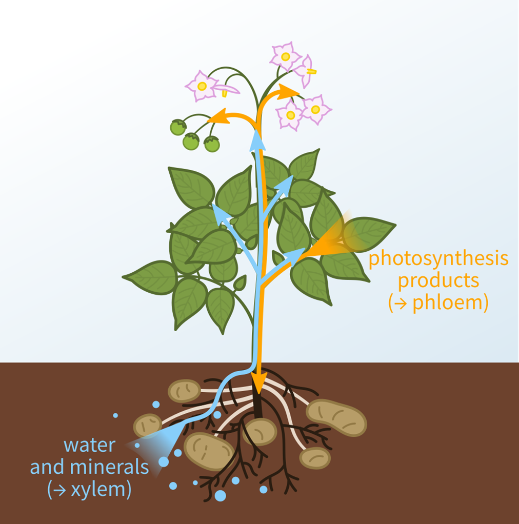 284_4 plant diagram