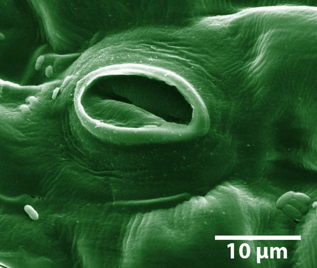 284_5 microscope image
