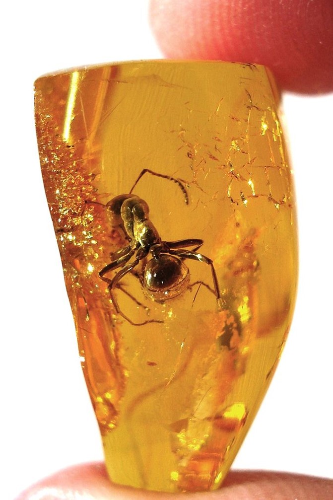 Ant in resin