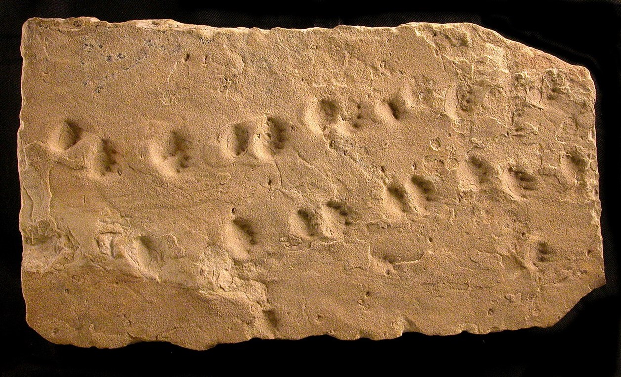 fossil tracks