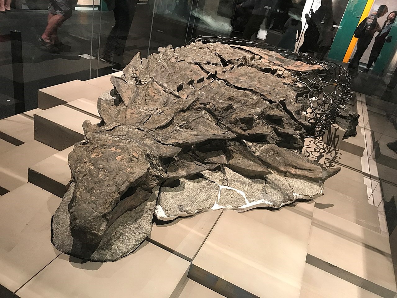 Nodosaur