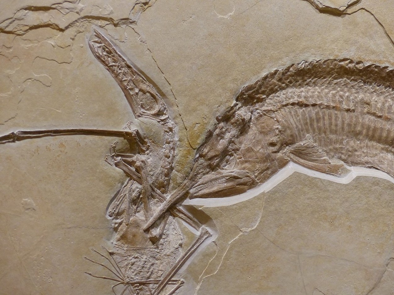 fossil of predatory fish