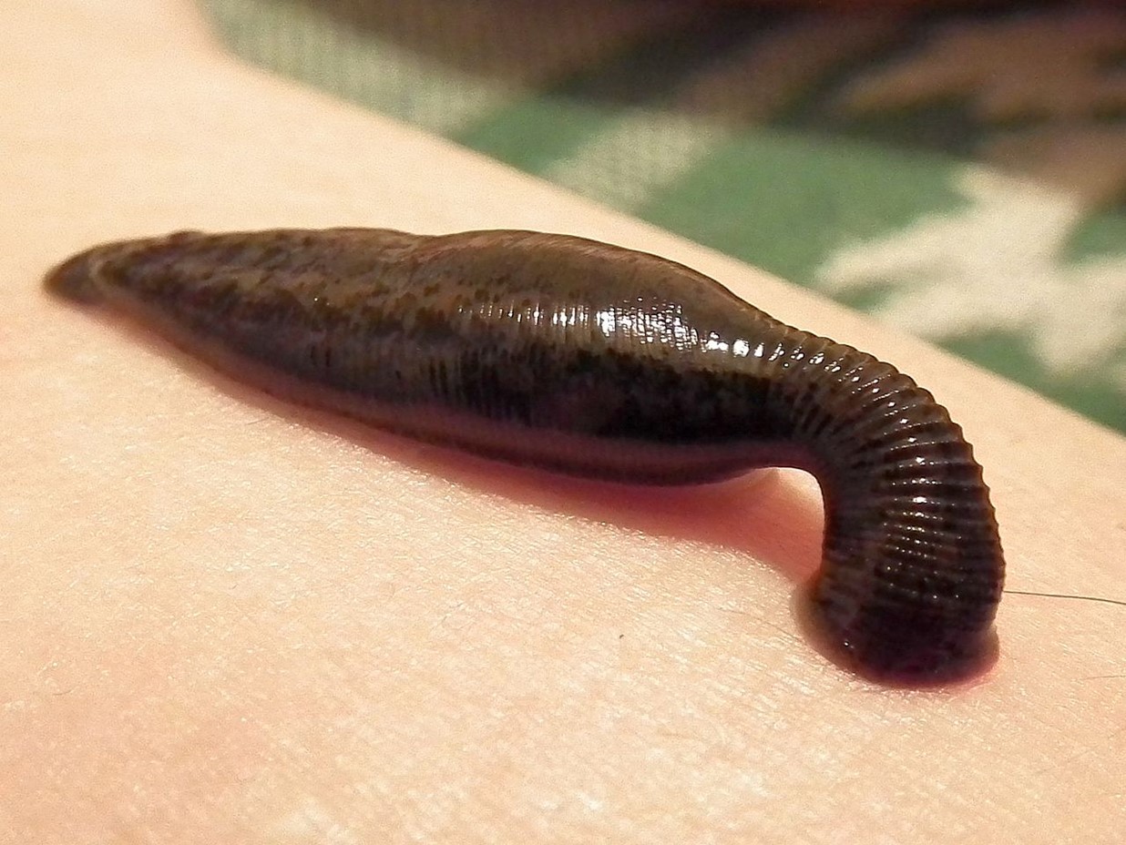 Medicinal leech