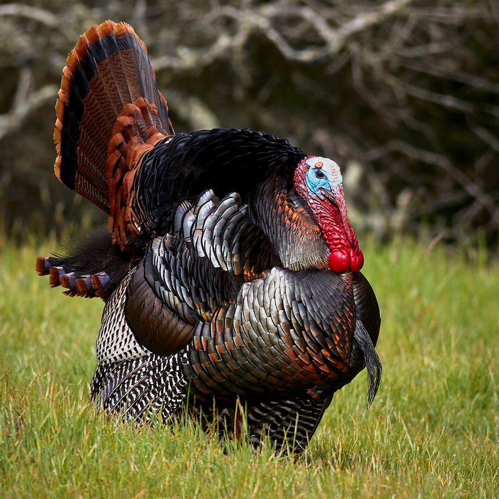 A wild turkey