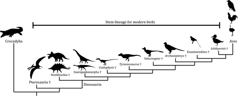 Simplified phylogenetic tree