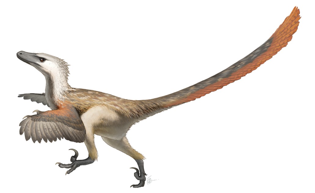 Velociraptor mongoliensis