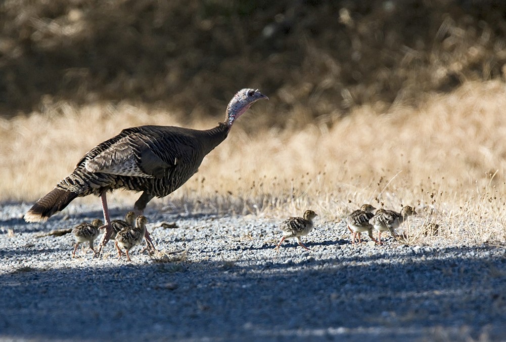 Female turkey with chicks