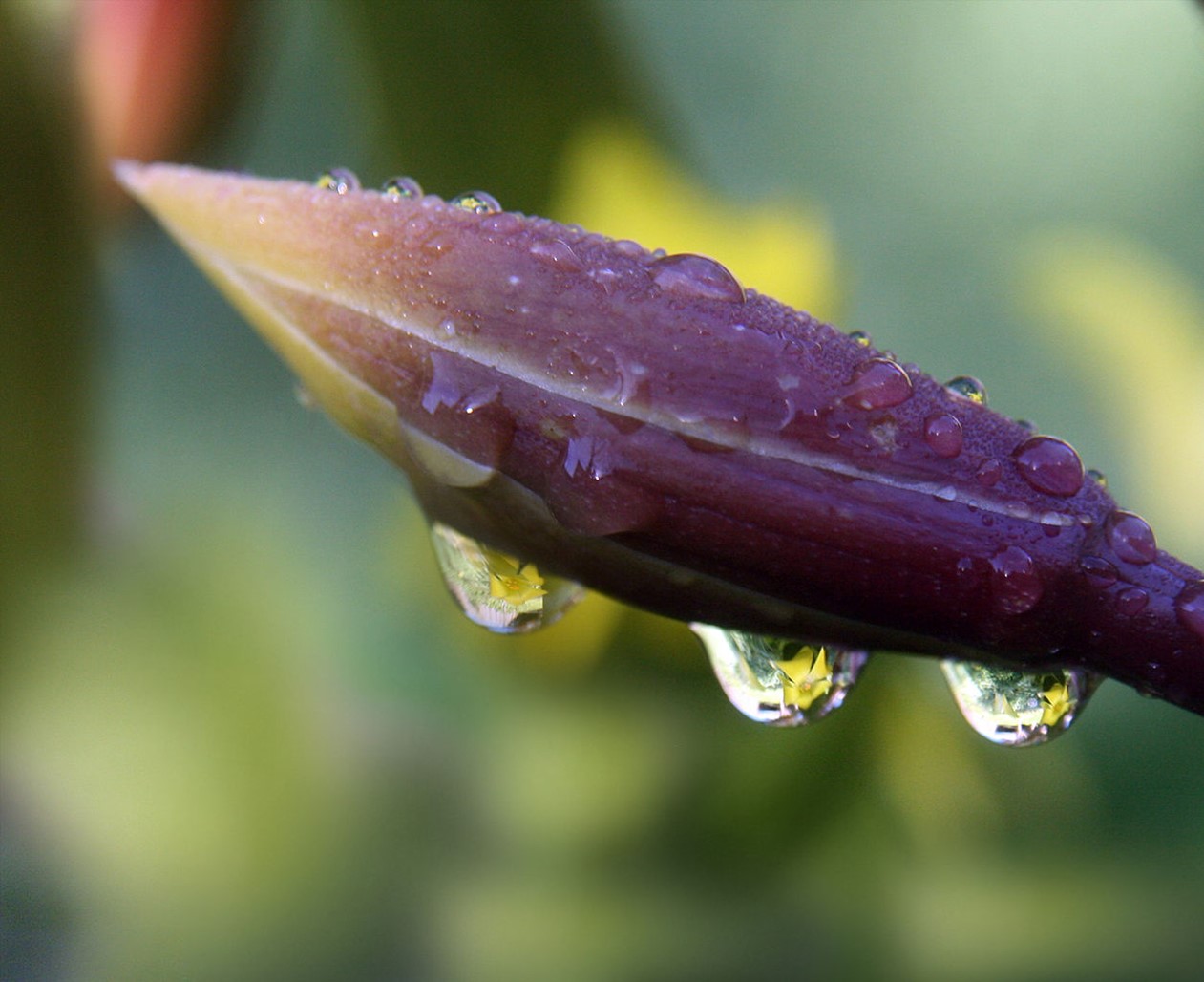 Raindrops on flower bud