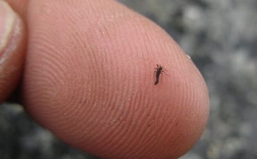 The Antarctic midge