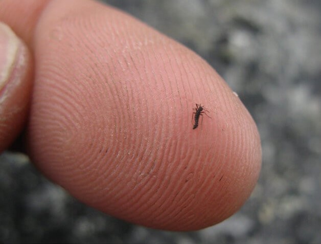 The Antarctic midge