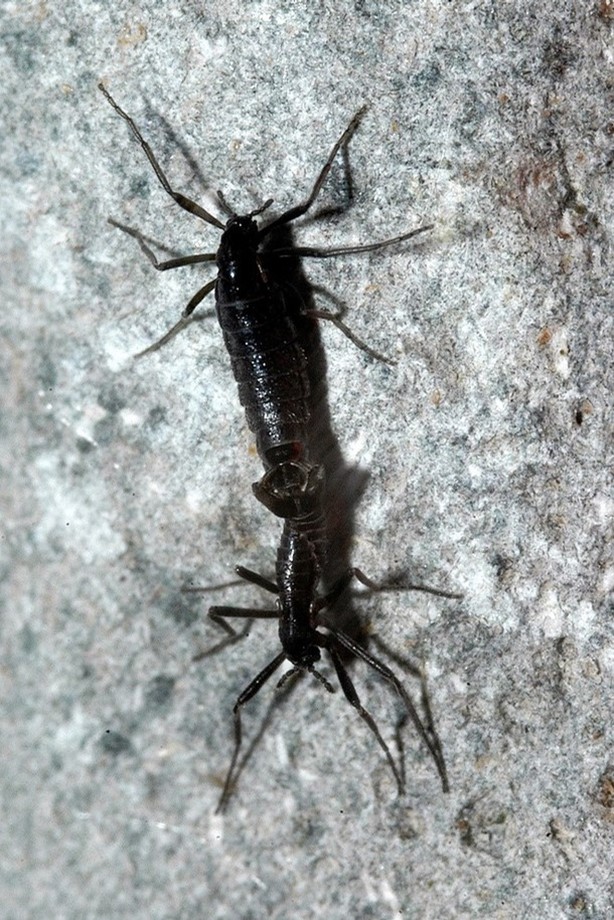 Two midges