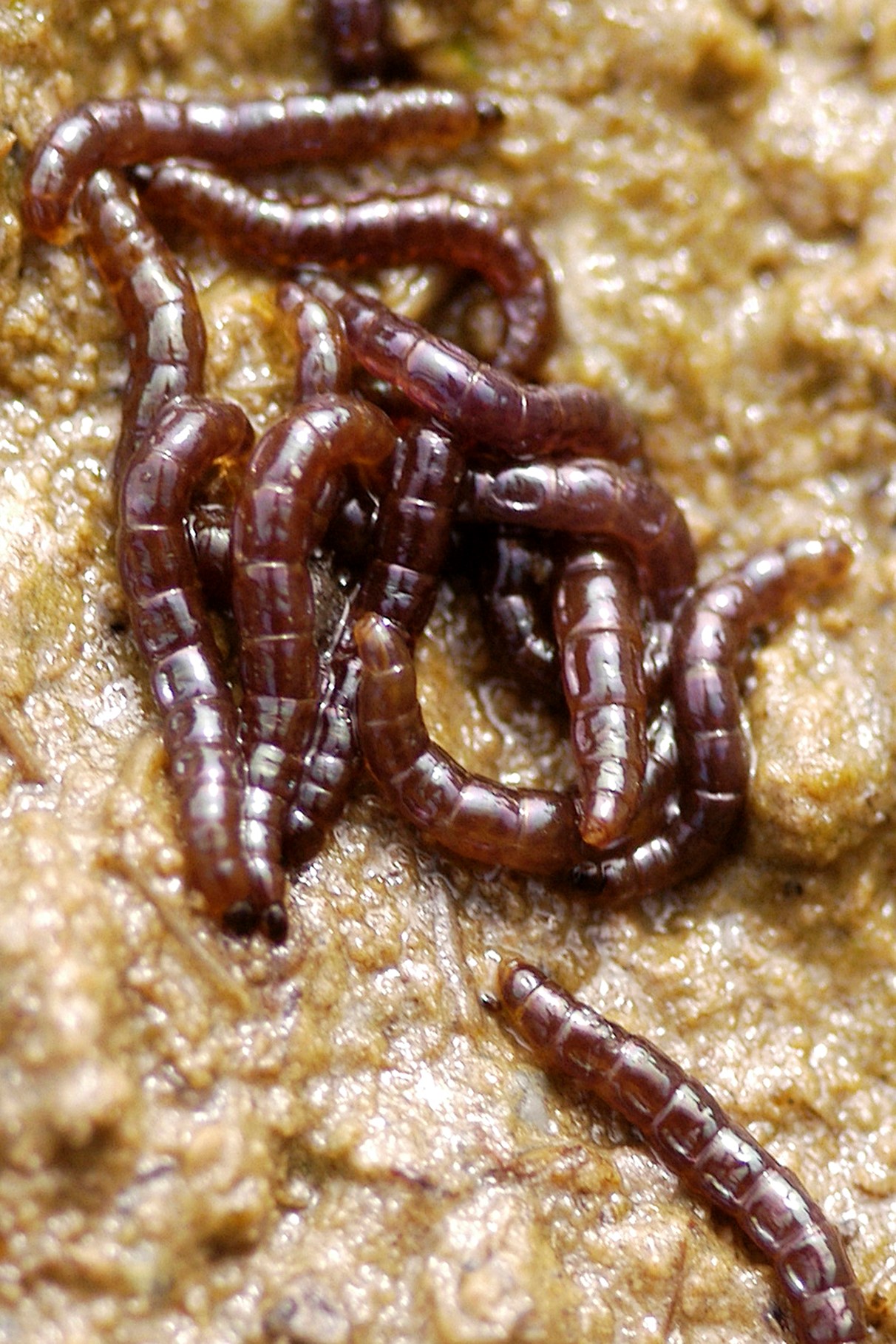 Larvae