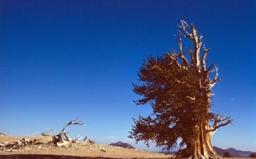 The Methuselah tree