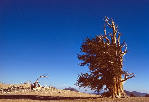 The Methuselah tree