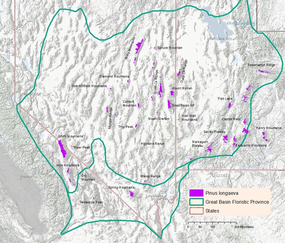 Natural distribution map for Pinus longaeva