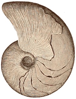 a cephalopod fossil