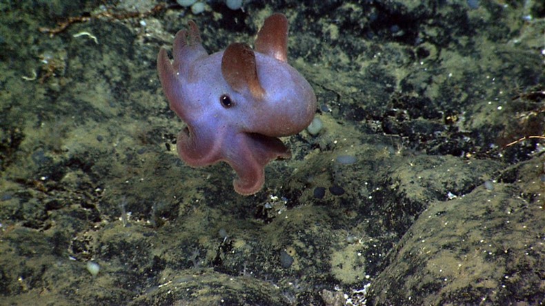 a photo of a dumbo octopus