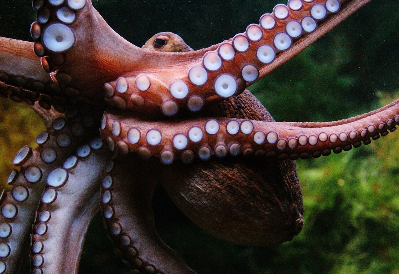 Photo of octopus arms