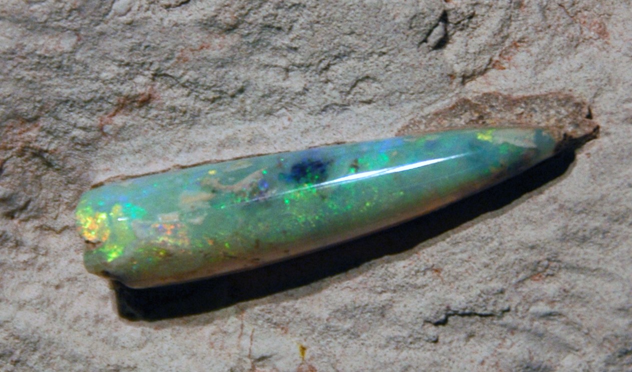 opalized belemnite