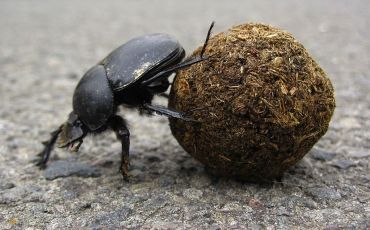 A dung beetle does a handstand to roll a ball of dung with its back legs