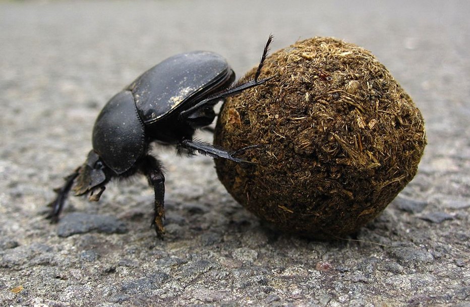 A dung beetle does a handstand to roll a ball of dung with its back legs.
