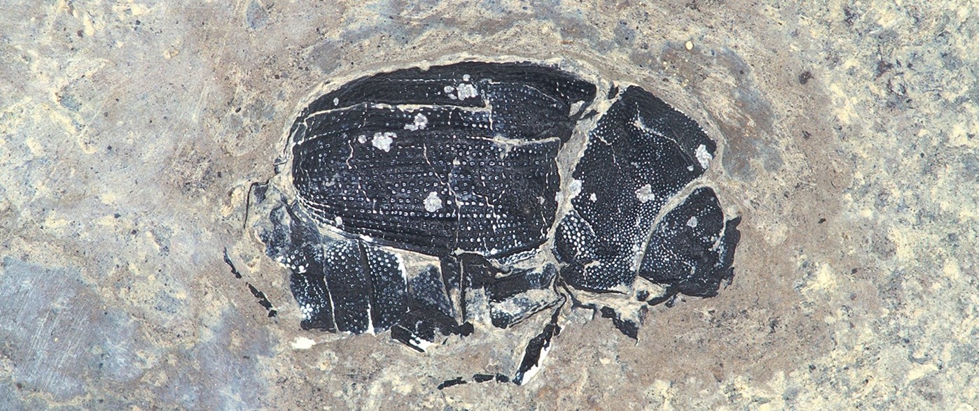 Scarab fossil