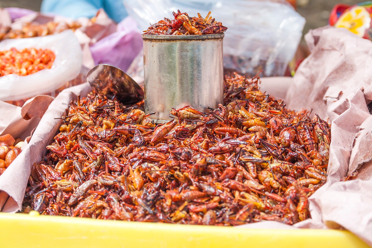 Chapulines are grasshoppers