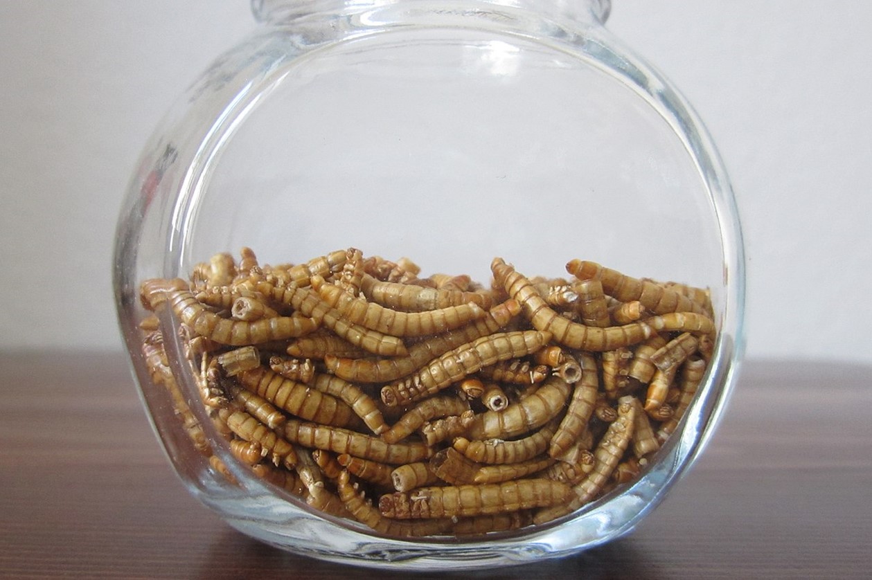 Freeze-dried mealworms