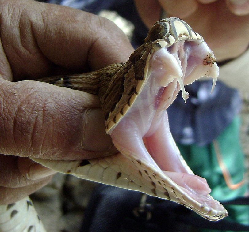 photo, Russell's viper’s fangs