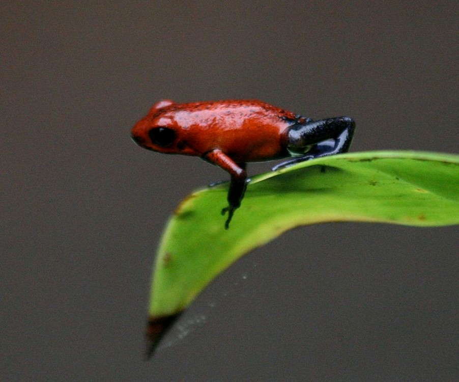 photo, strawberry poison dart frog