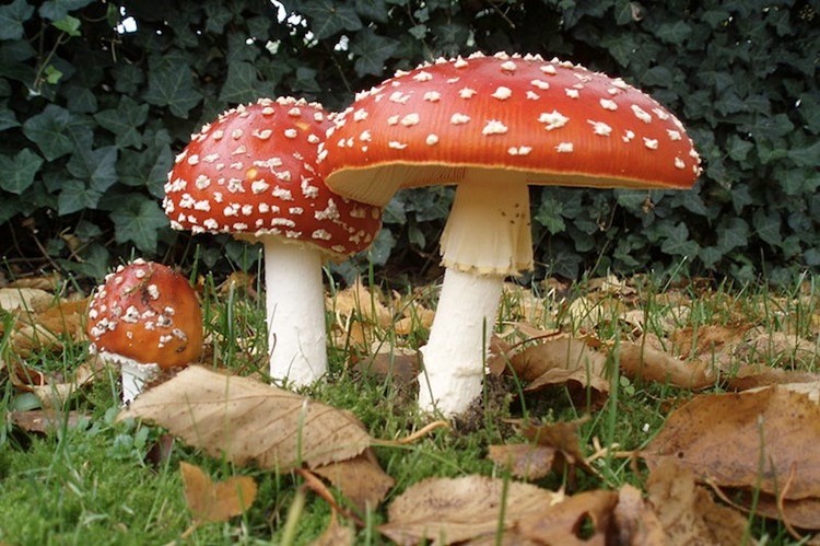 photo, Amanita muscaria mushrooms